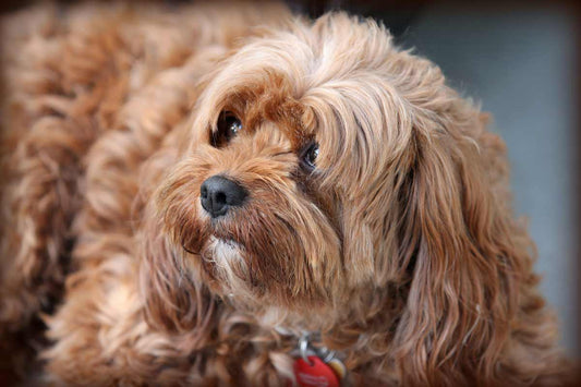 Rise of Pet Detectives Around The World