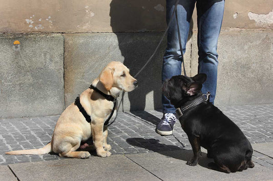 Dog Harness or Collar: Which is better?