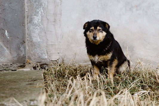 What to Do If Your Dog Goes Missing