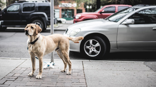 Pet Theft – an Increasing Problem Worldwide