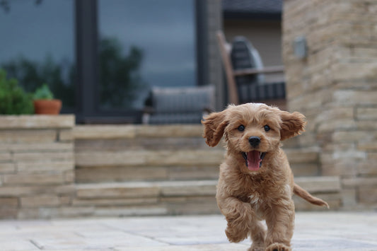 5 Ways To Prevent Your Pet From Getting Dognapped