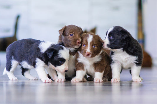 Rise in dog theft due to increased price of dogs.