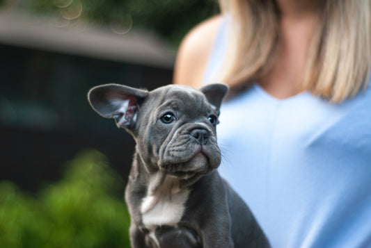 The Increasing Prices of Dogs During Covid-19