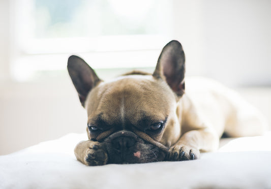 Anxious Dogs: Helping Pets Adjust When You Return To The Office