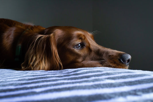 The Increased Incidence of Dog Theft Through Lockdown.