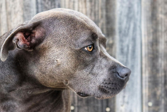 10 Interesting Stats About Dog Theft