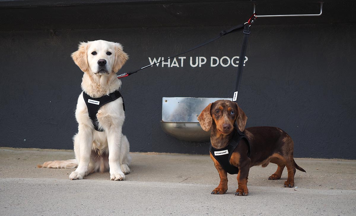 2 dogs tied up to wall