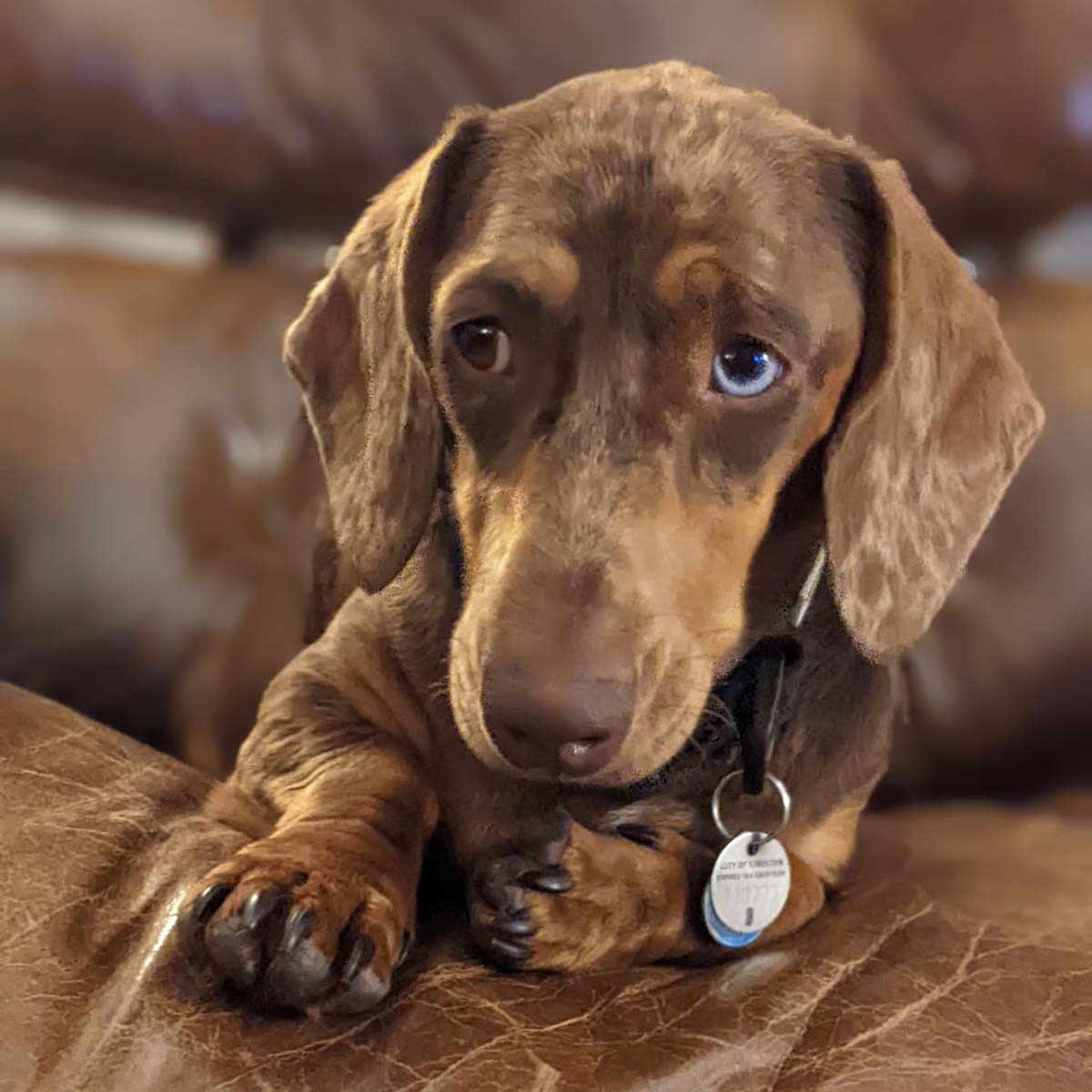 Wilson the dog
