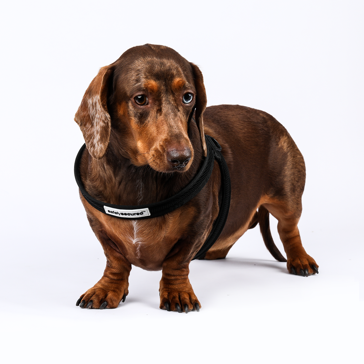 Anti-Theft Lockable Dog Harness