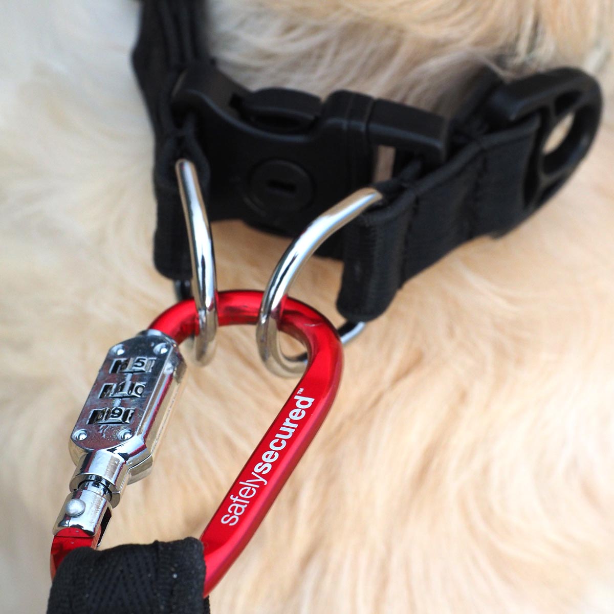 Close up of combination lock locked onto anti-theft collar