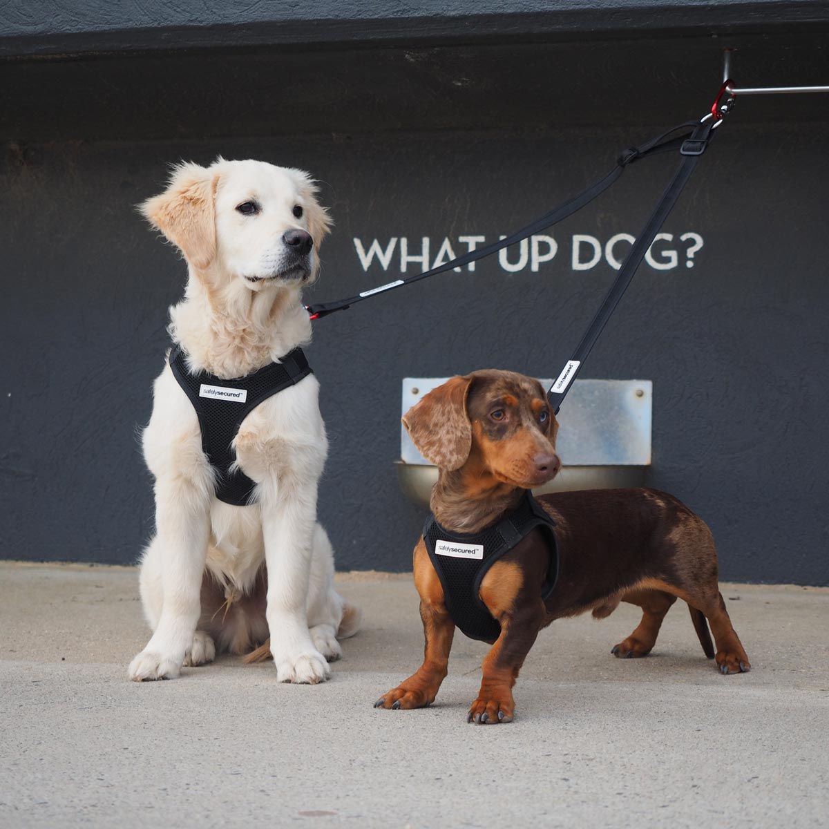 2 Dogs locked to the wall with the lead splitter.
