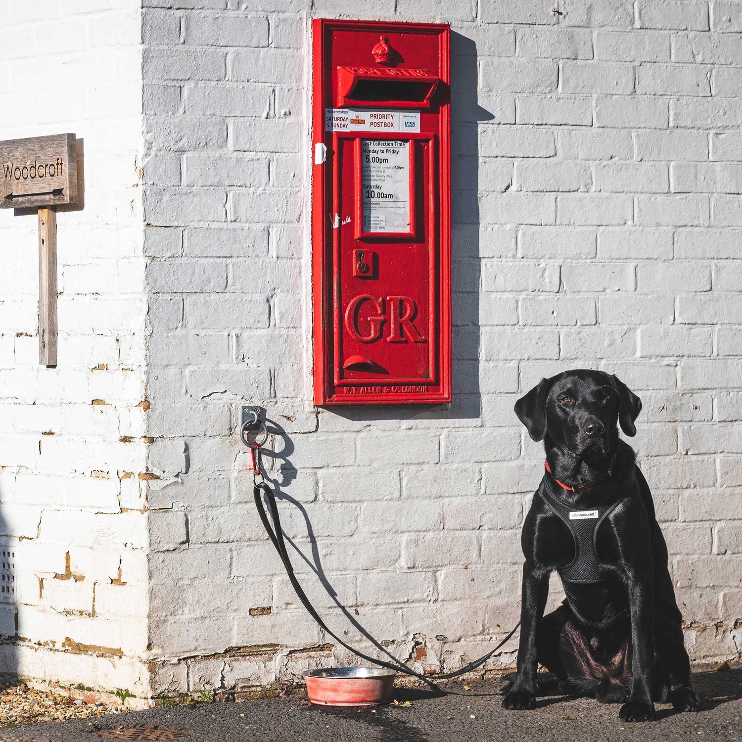 Dog wearing Safely Secured gear