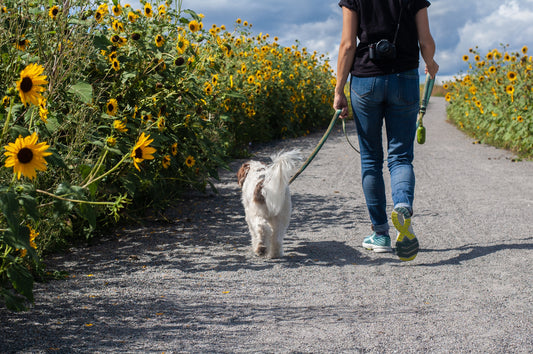Dog walking next to his sunflowers, on a leash.