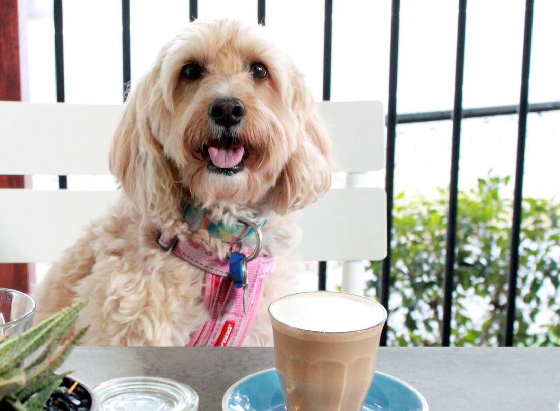 Dog Friendly Cafés in Brisbane
