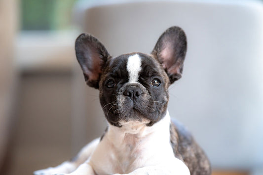 Why French Bulldogs Are The Best Dogs