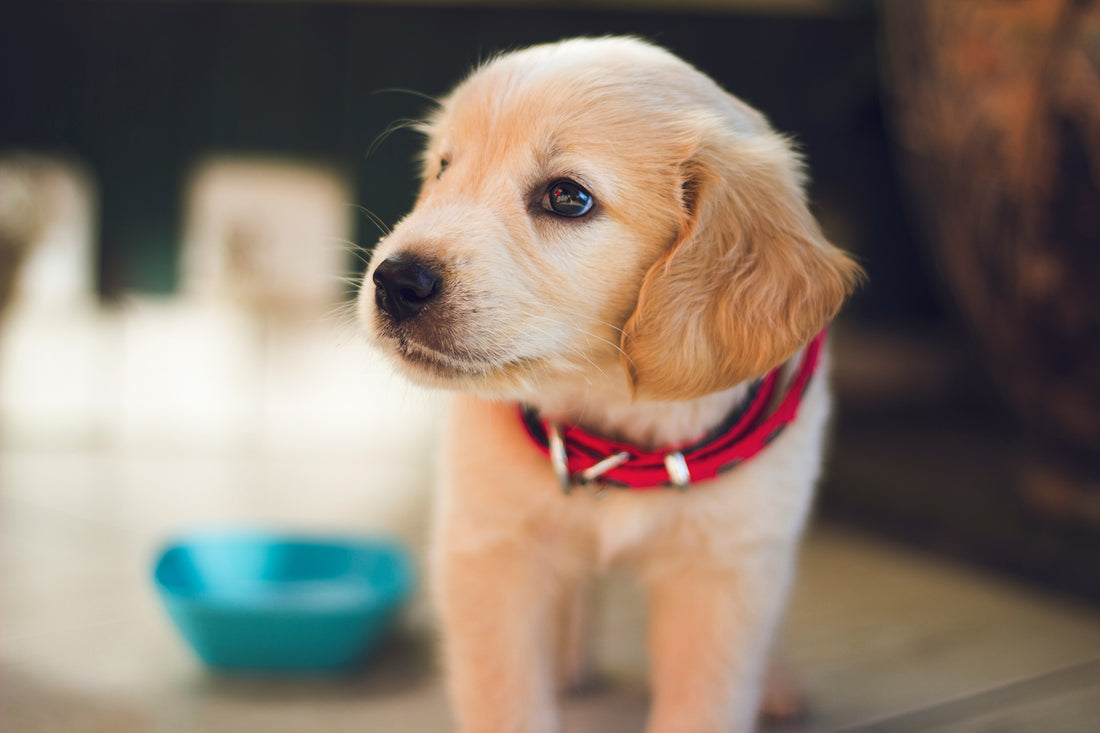 tan colour puppy with red collar