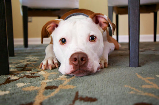 Sad white dog with face on floor under a table.