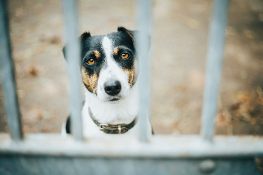 How common is pet theft, and what can be done to combat it?