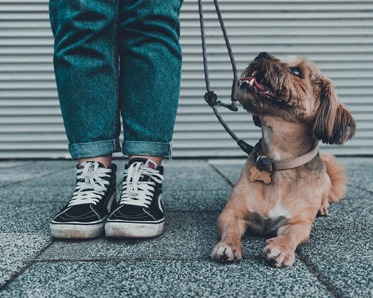 Dog Leash Safety Tips: 5 Great Reasons To Always Use A Dog Leash