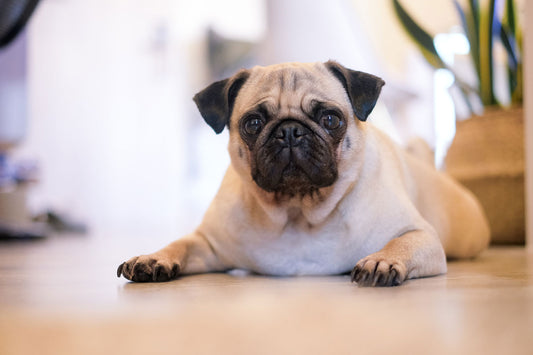 Top 10 most commonly stolen dog breeds