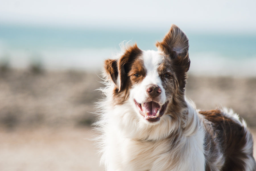 Feature image for 6 Ways To Celebrate Responsible Dog Ownership Month