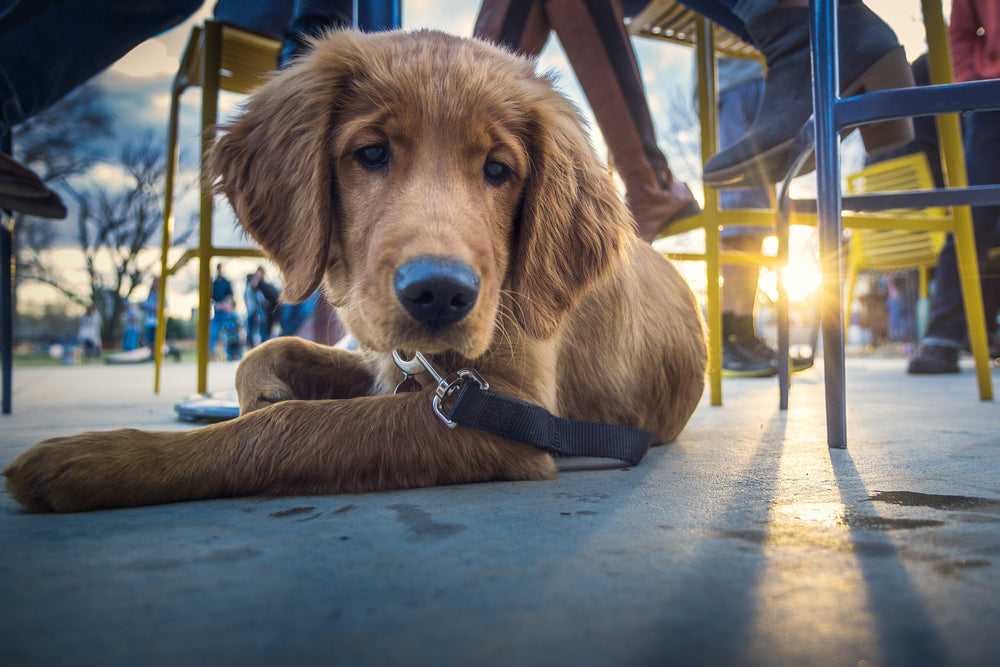 Feature image for Dog Friendly cafés in Perth (and Freo!)