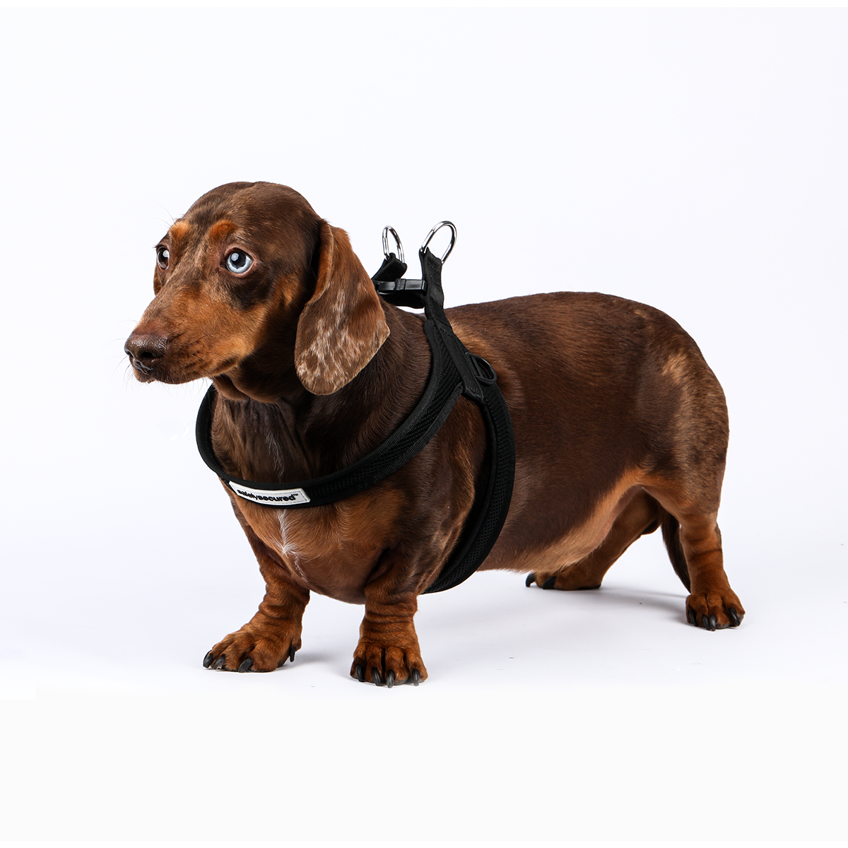 Anti-Theft Lockable Dog Harness - PRE SALE