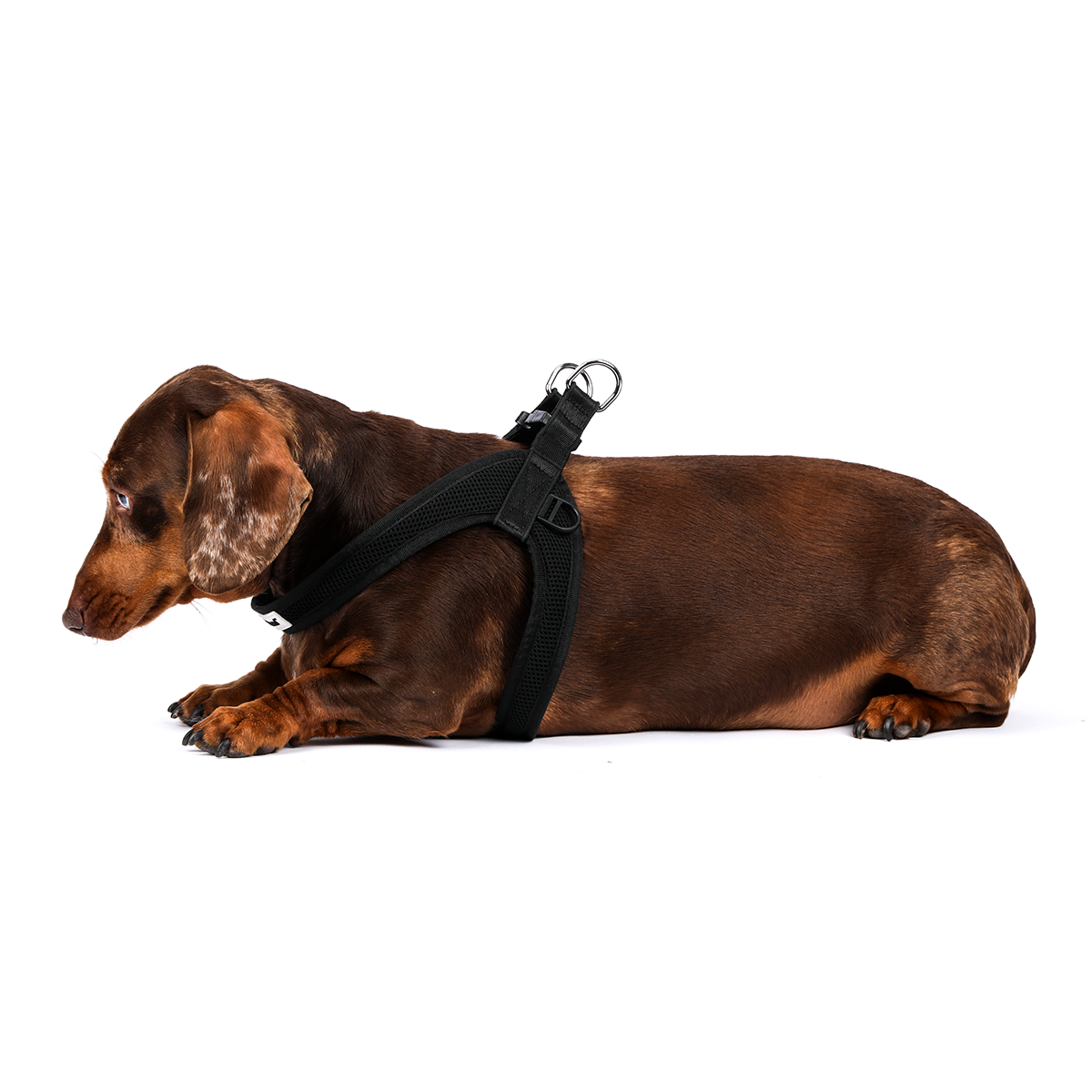 Anti-Theft Lockable Dog Harness - PRE SALE