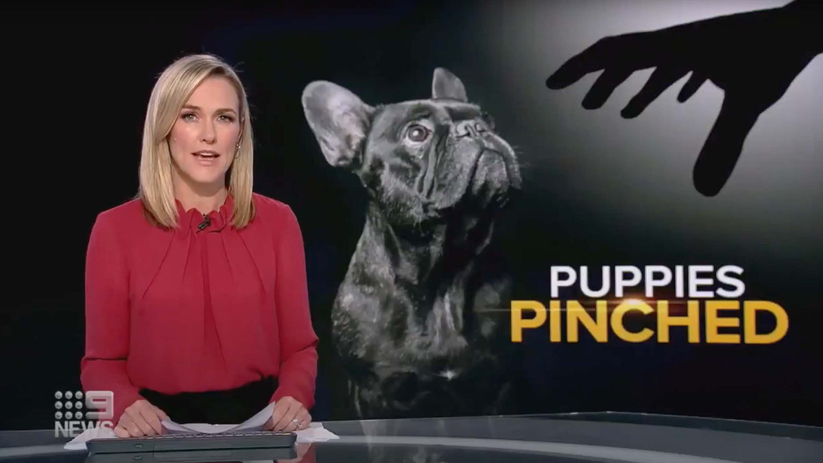 9News report about dog theft