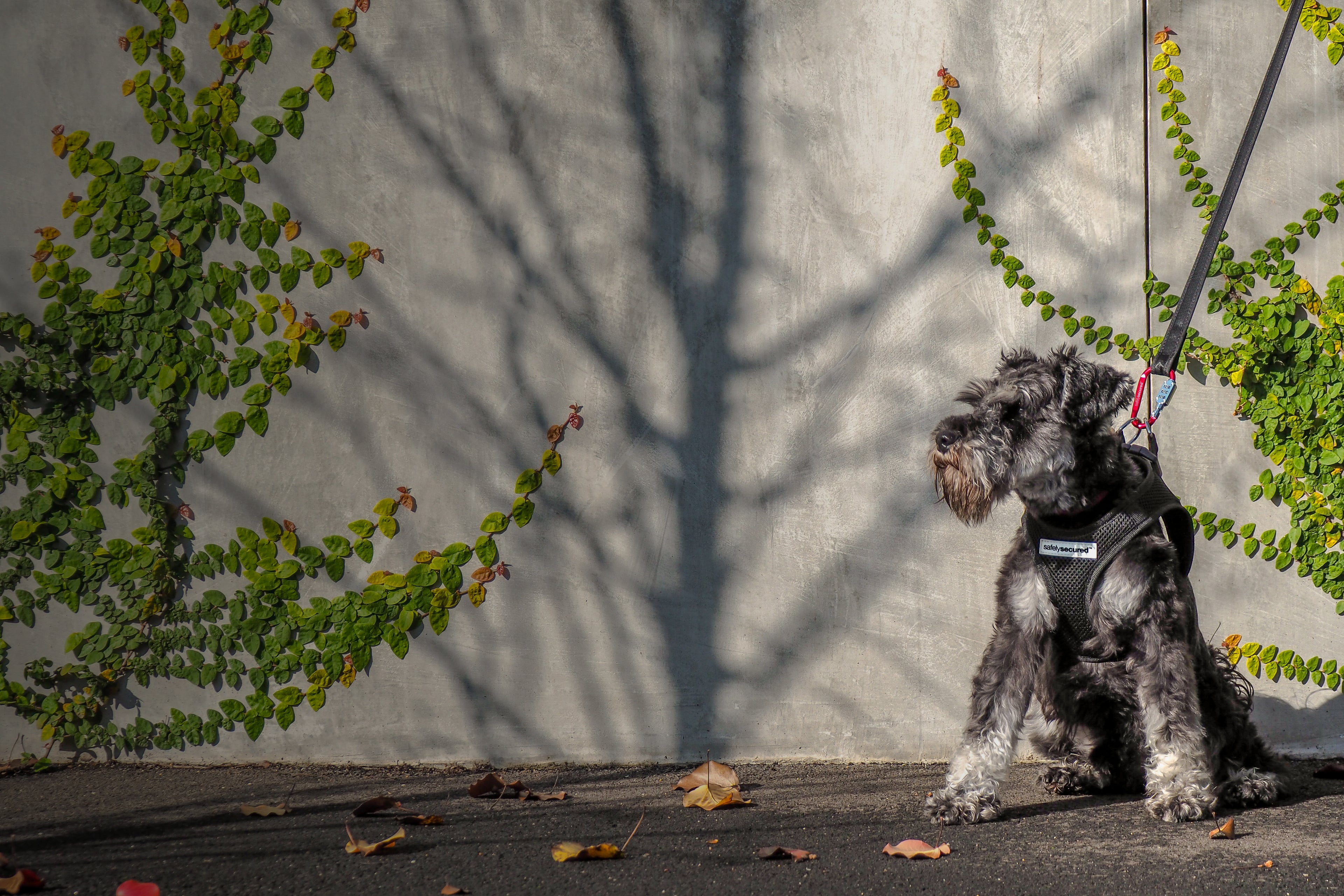 MINIATURE-SCHNAUZER-WEARING-SAFELY-SECURED-HARNESS-SHADOW