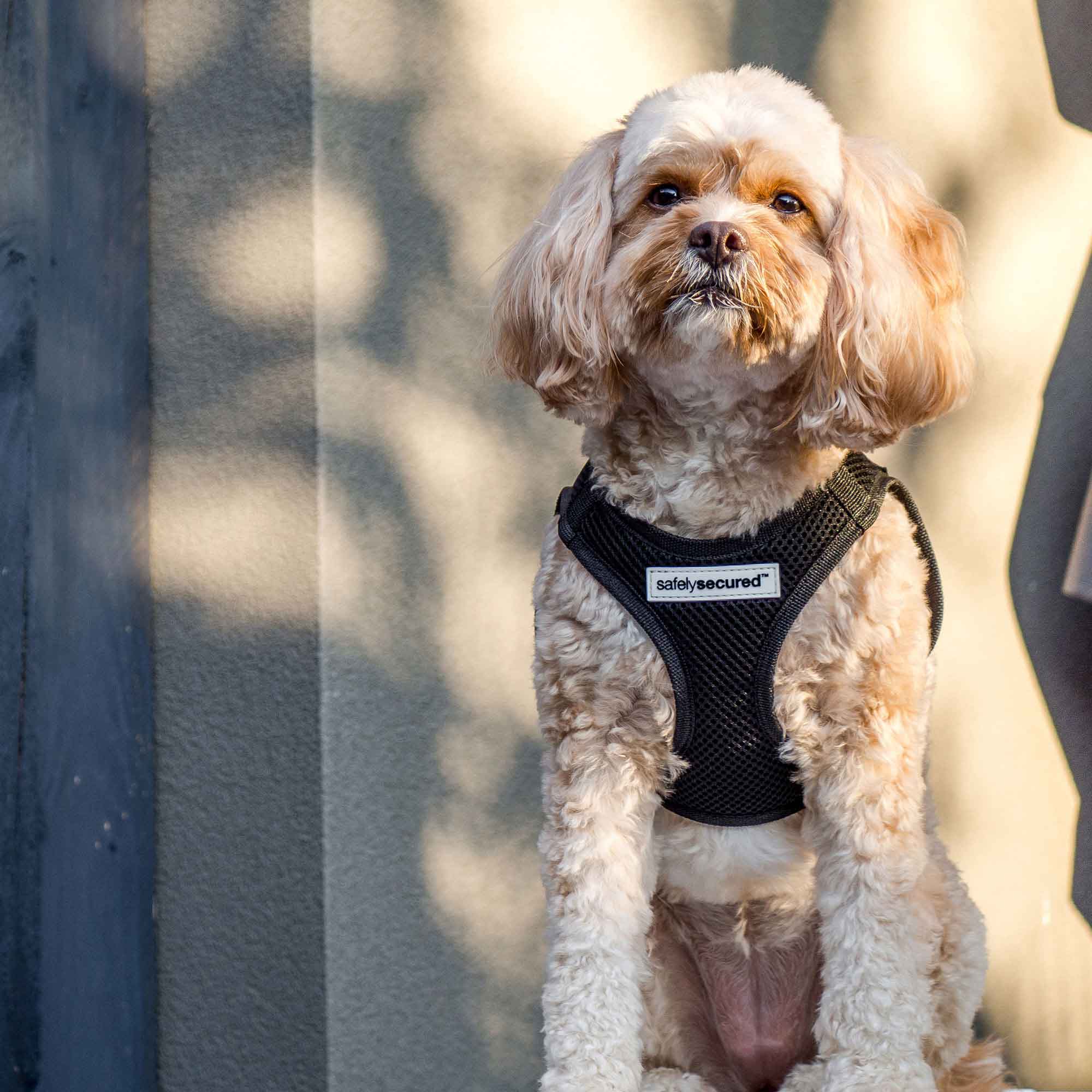 Best harness outlet for maltipoo