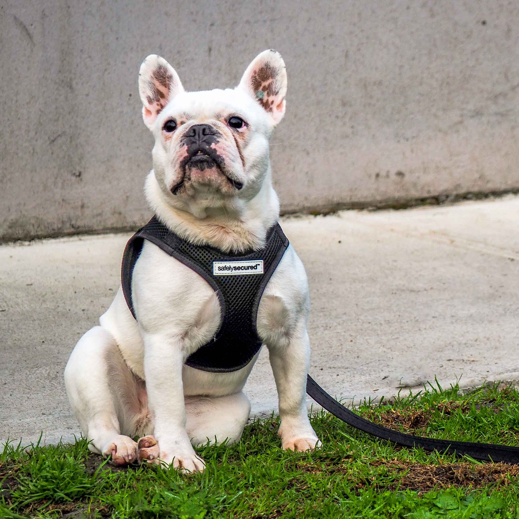 Anti matting dog outlet harness