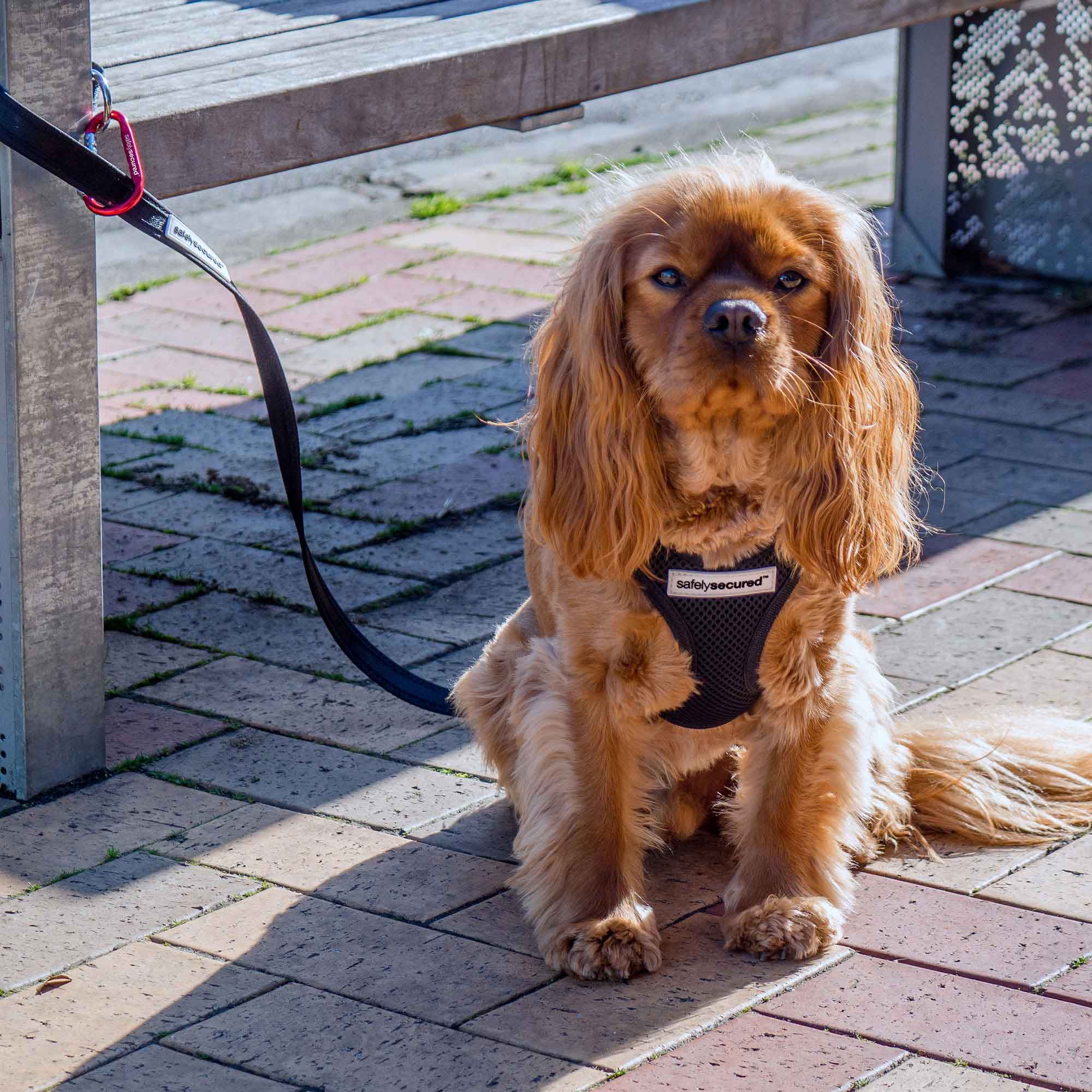 Dog leash clearance holder for outside