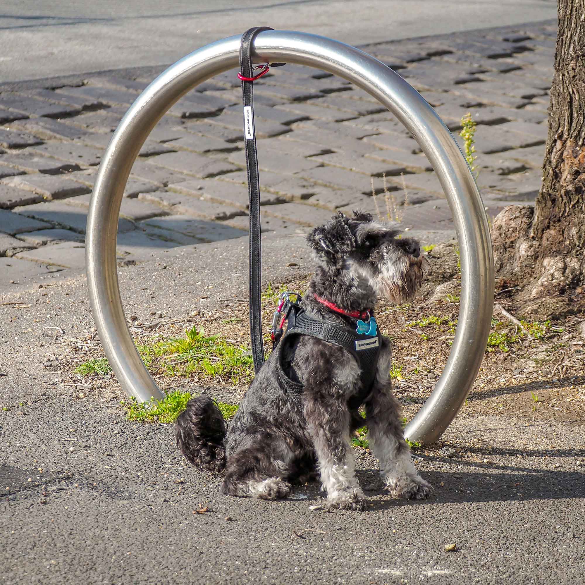 Harness to prevent dog from outlet jumping