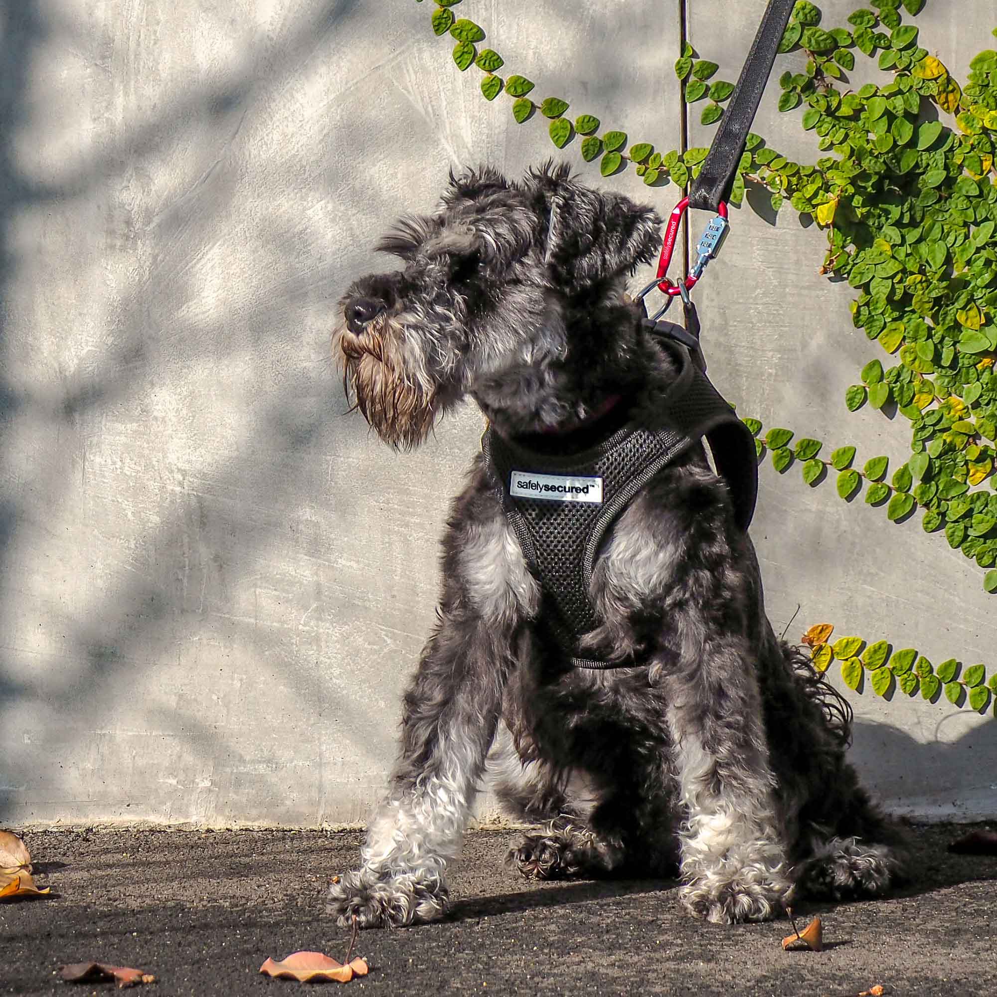 Dog leader clearance harness