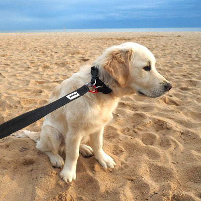 Puppy sat on beach, with lead locked onto anti-theft collar.