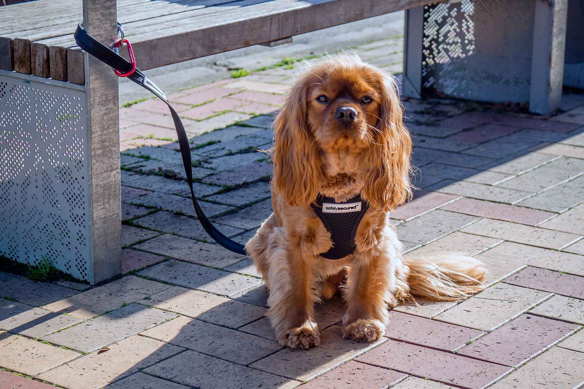 Dog wearing a Safely Secured harness