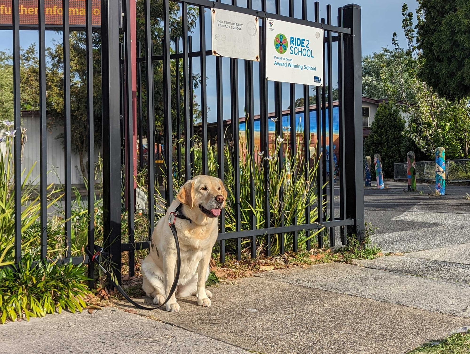 Dog secured outside a school